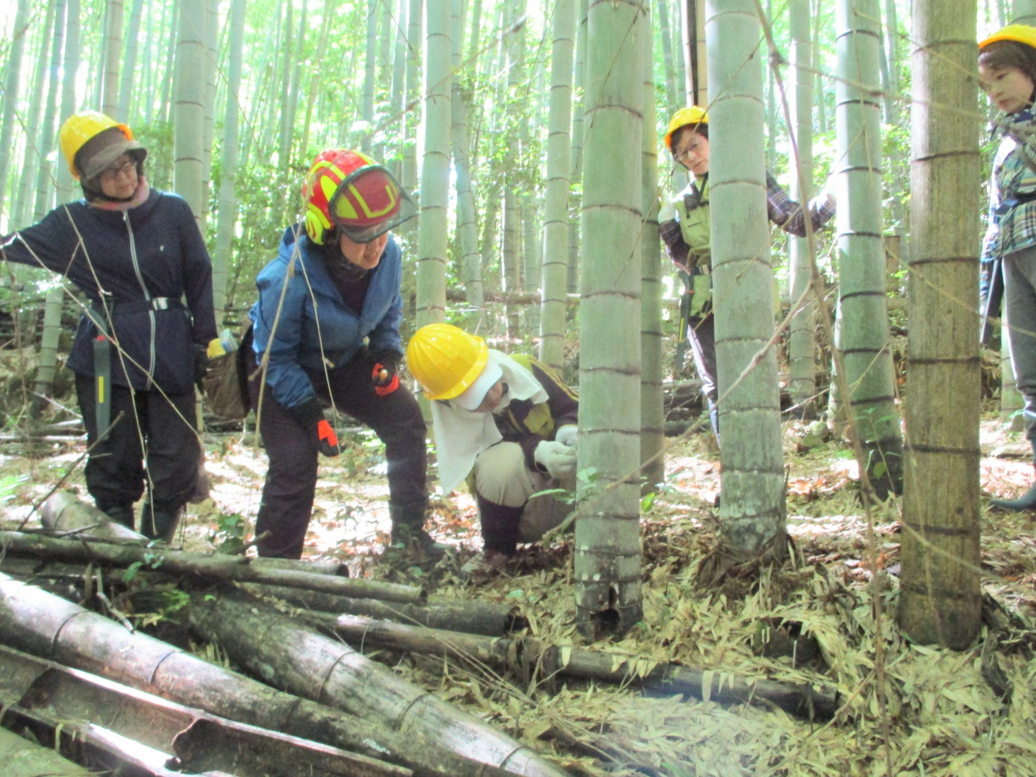竹林