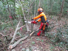 立木の伐倒作業