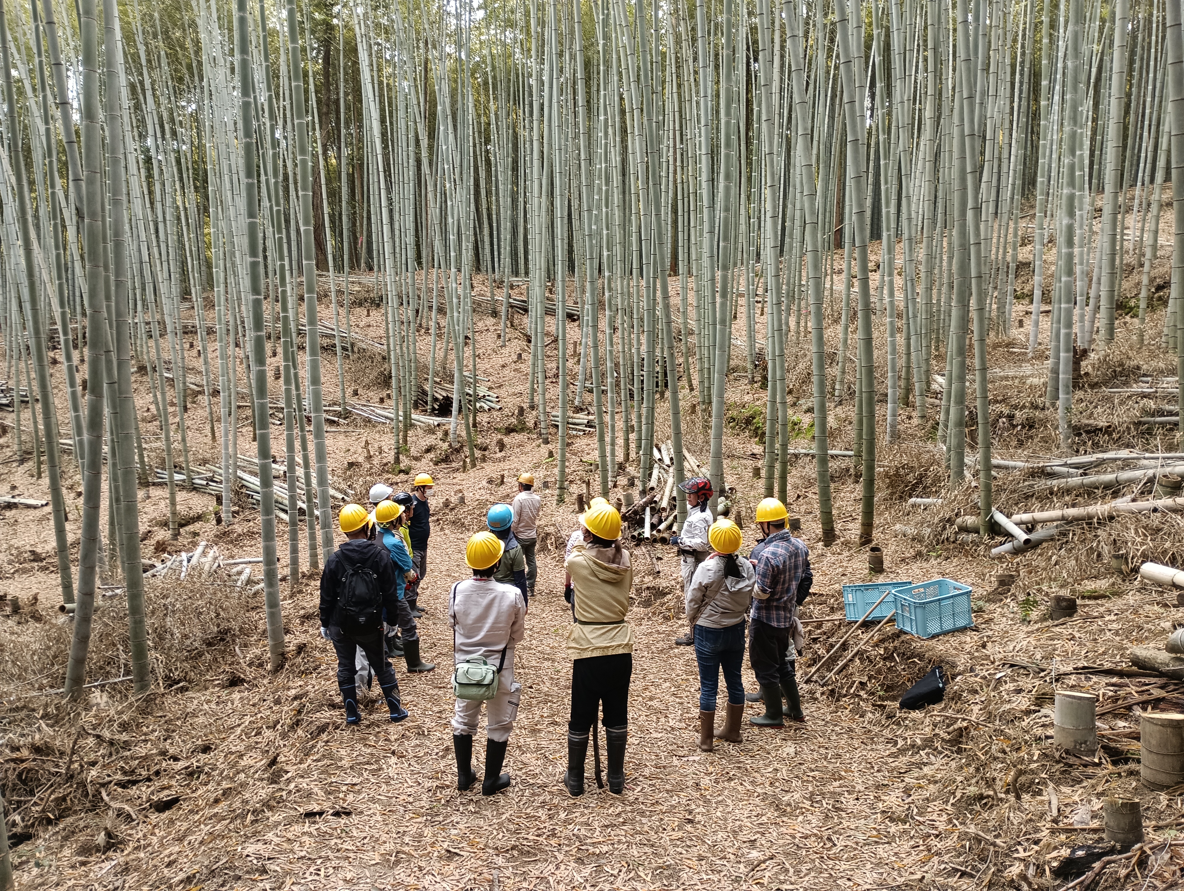 竹林１