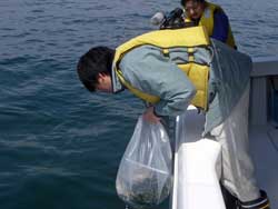 アイナメ種苗の放流の様子