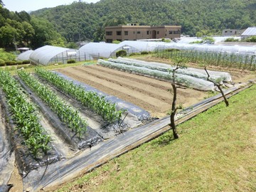 圃場（イ）