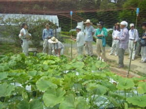 夏野菜の管理等