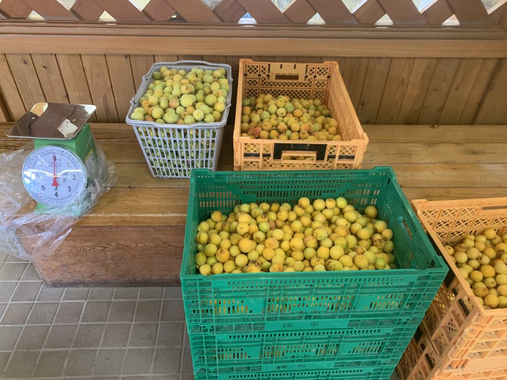 収穫した梅