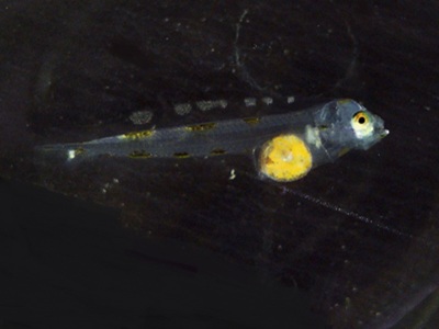 マコガレイの稚魚