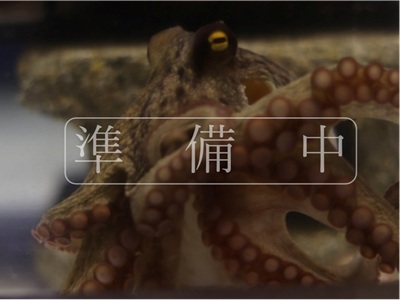 タコ準備中